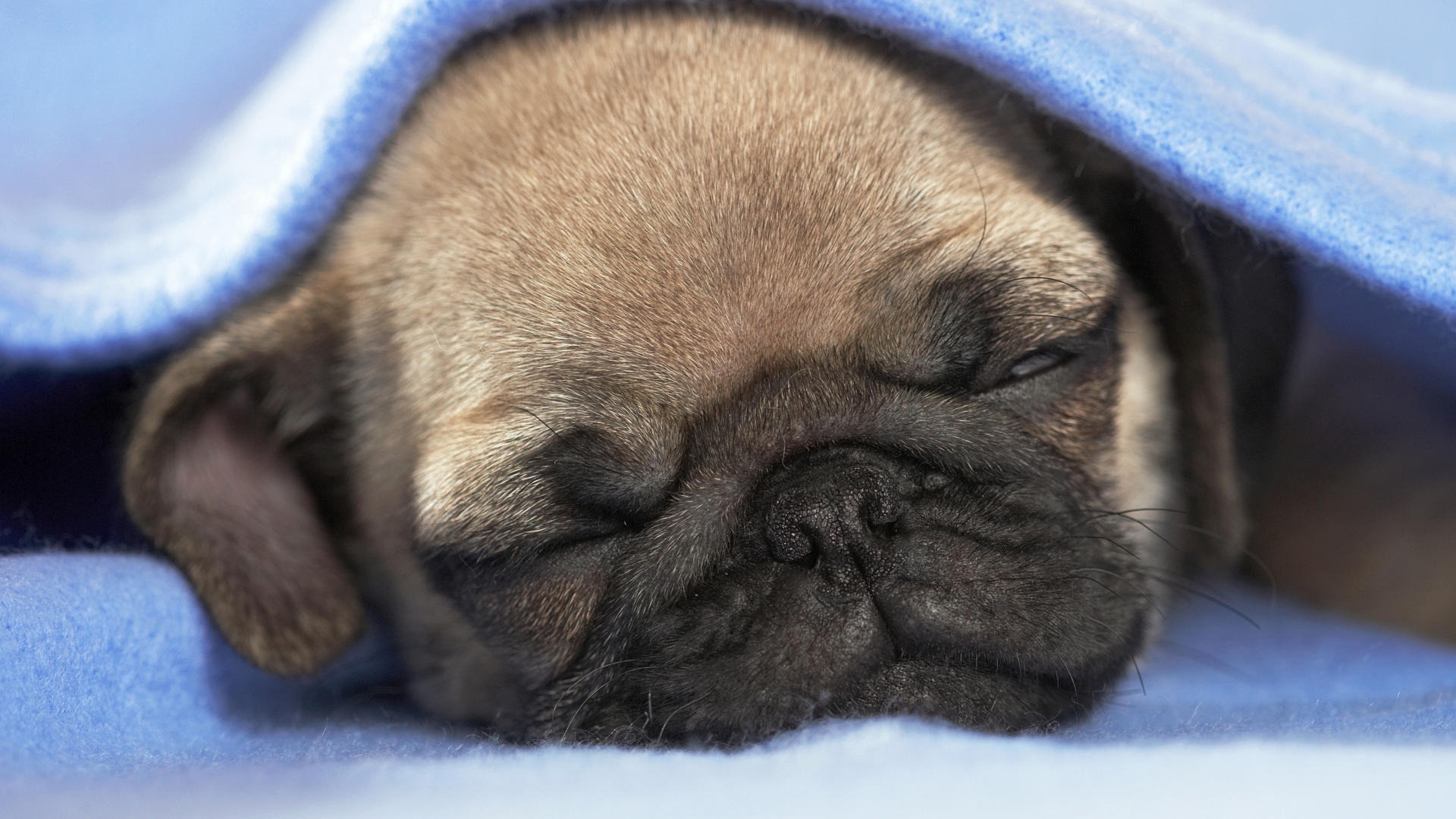 Picture Pug Wallpaper Pictures To Pin