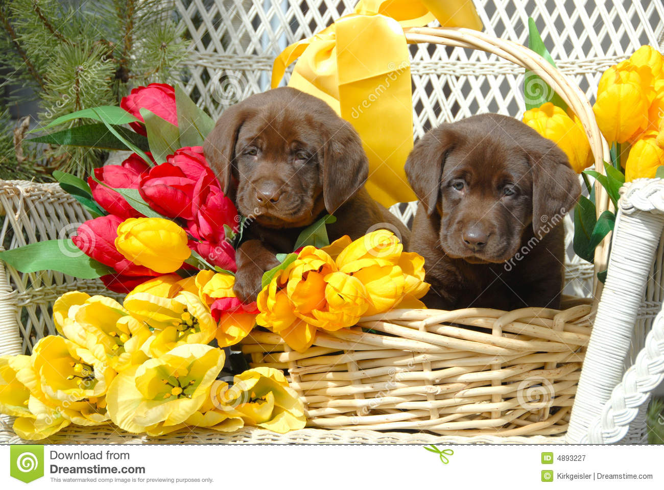 Spring Puppies Pictures