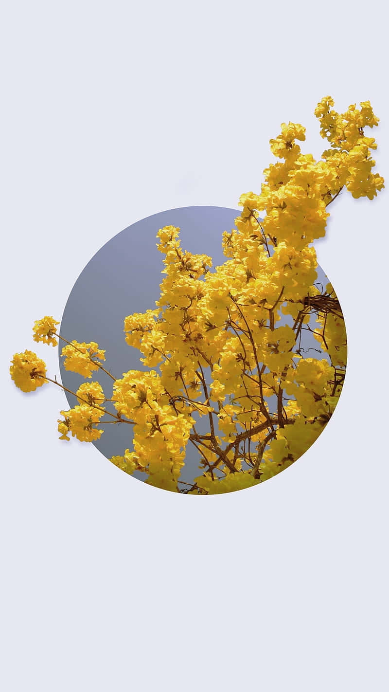 Minimalist Flower Aesthetic Wallpaper