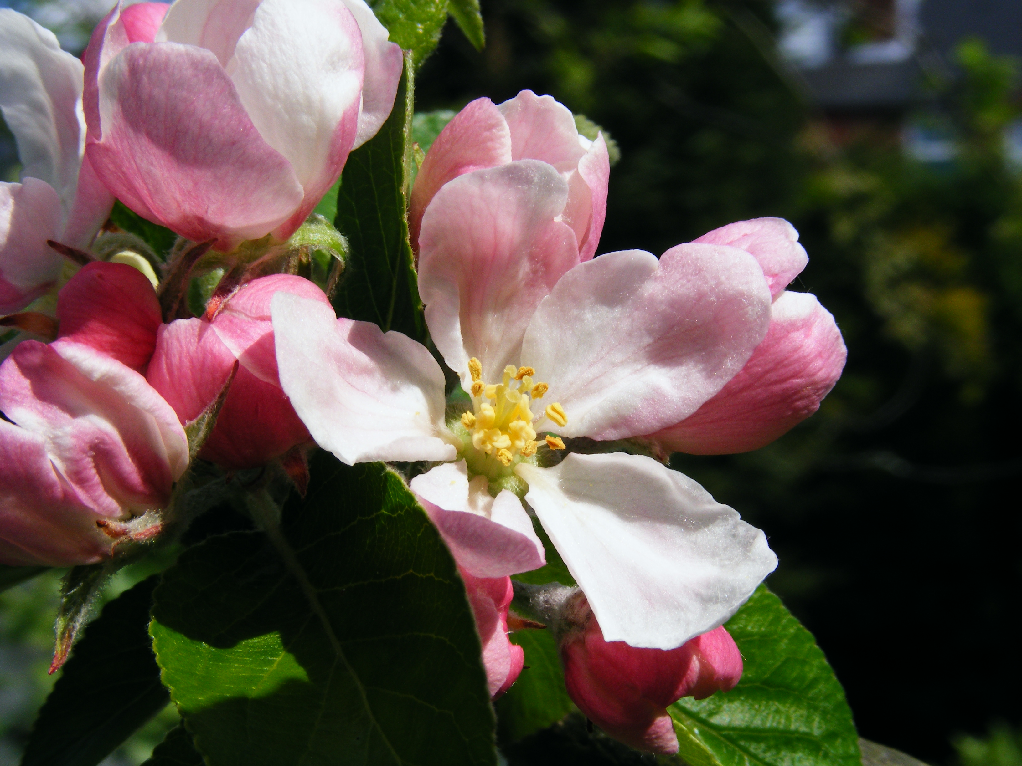 Browse And Share Apple Blossom Pics Image Wallpaper On ImgHD