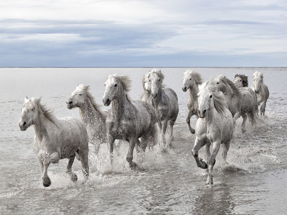 Wild Horses Picture    Animal Wallpaper    National Geographic Photo 990x742