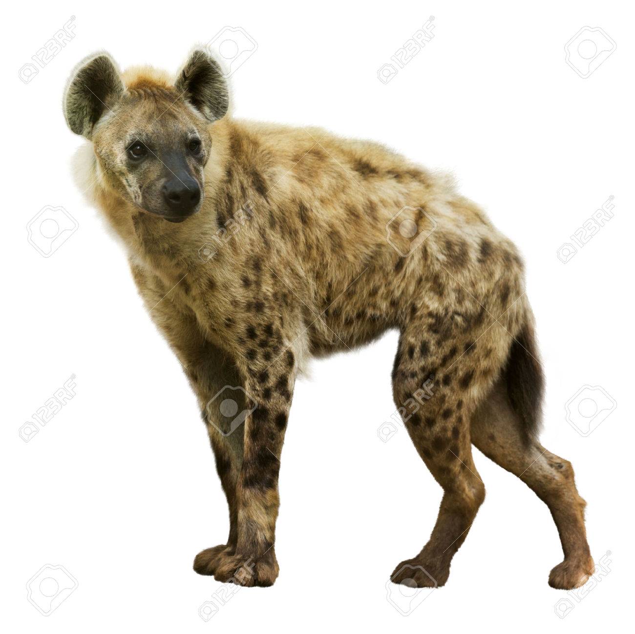 Spotted Hyena Crocuta Isolated Over White Background