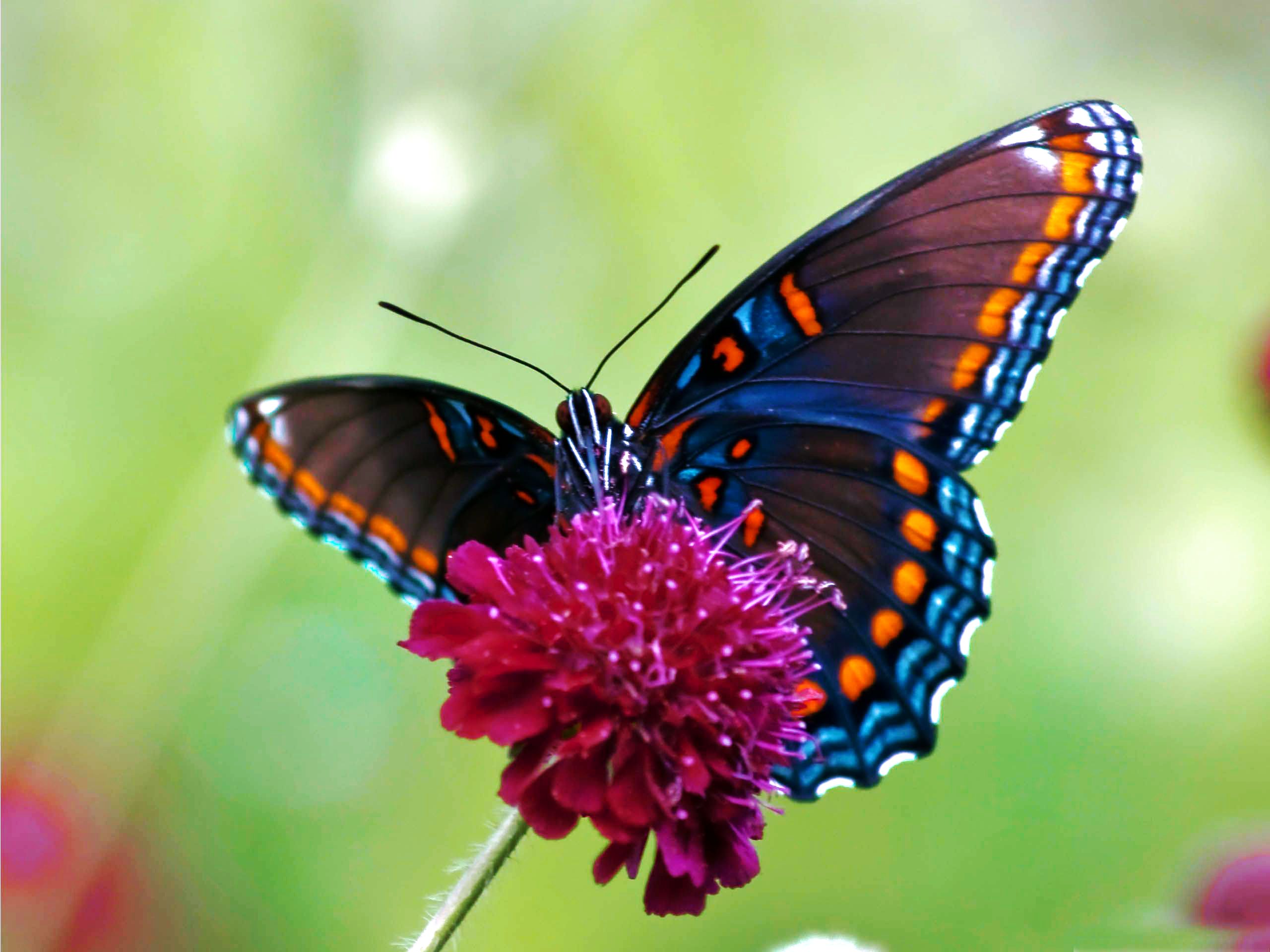 Desktop Wallpaper Colorful Butterfly