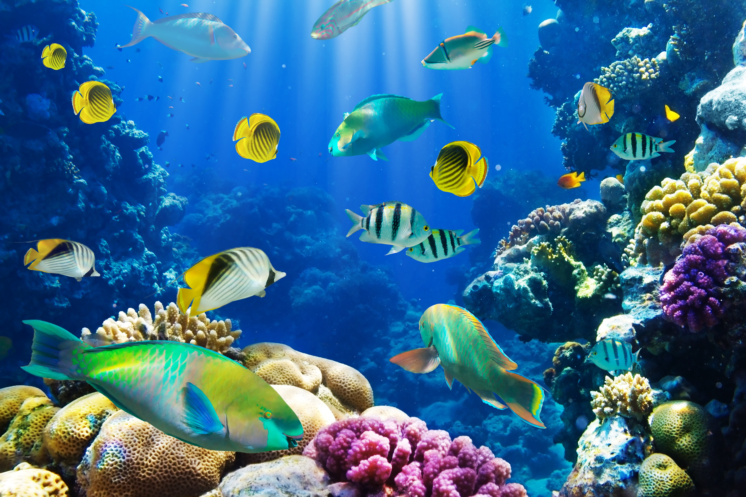 Wallpaper Coral Reef Underwater Ocean Fishes