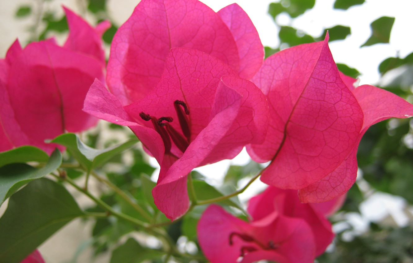 Wallpaper Leaves Sprig Pink Flower Petals Stamens Veins