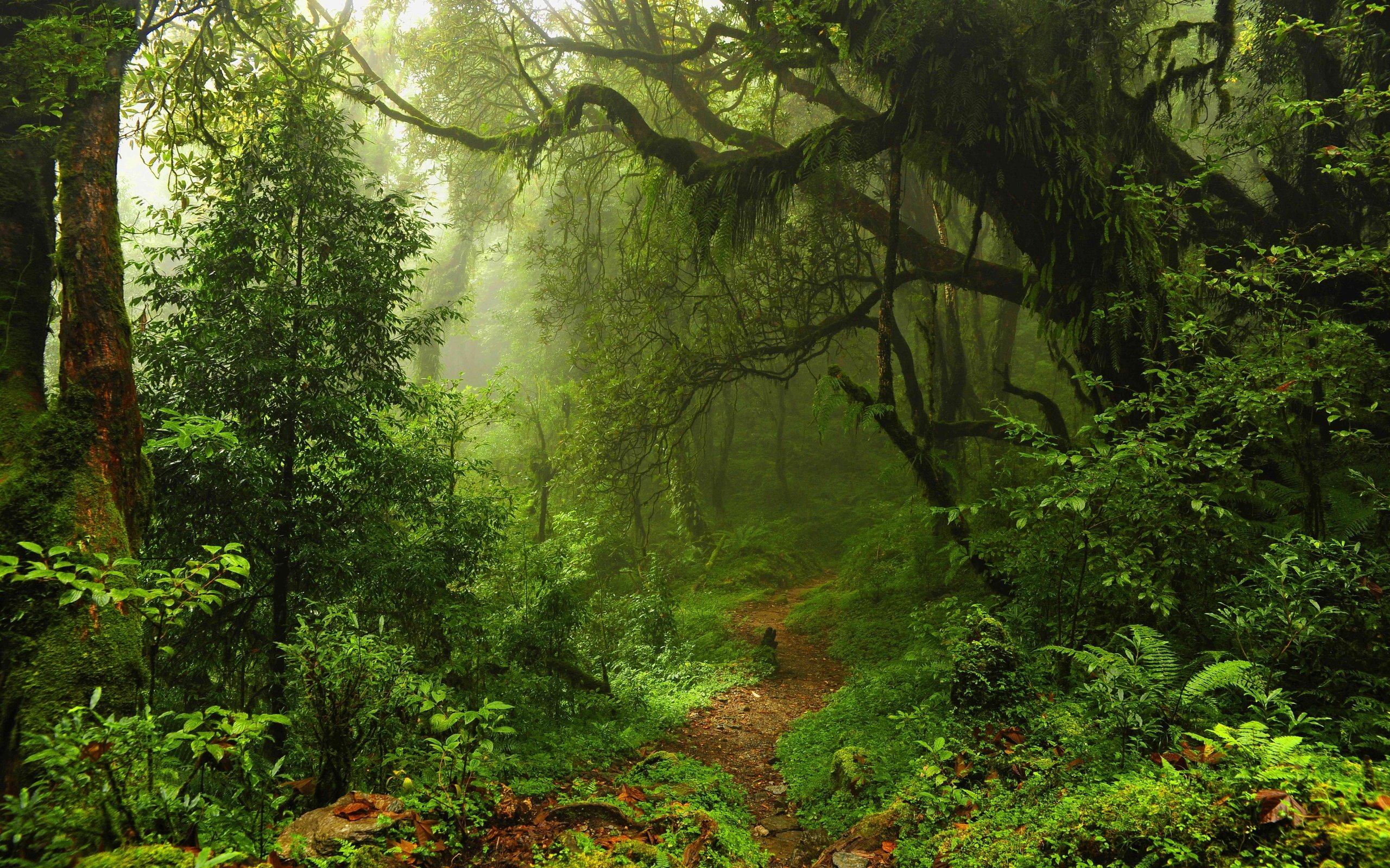 Jungle Wallpaper