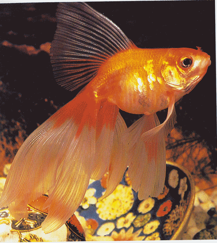 Goldfish Wallpaper Image Image