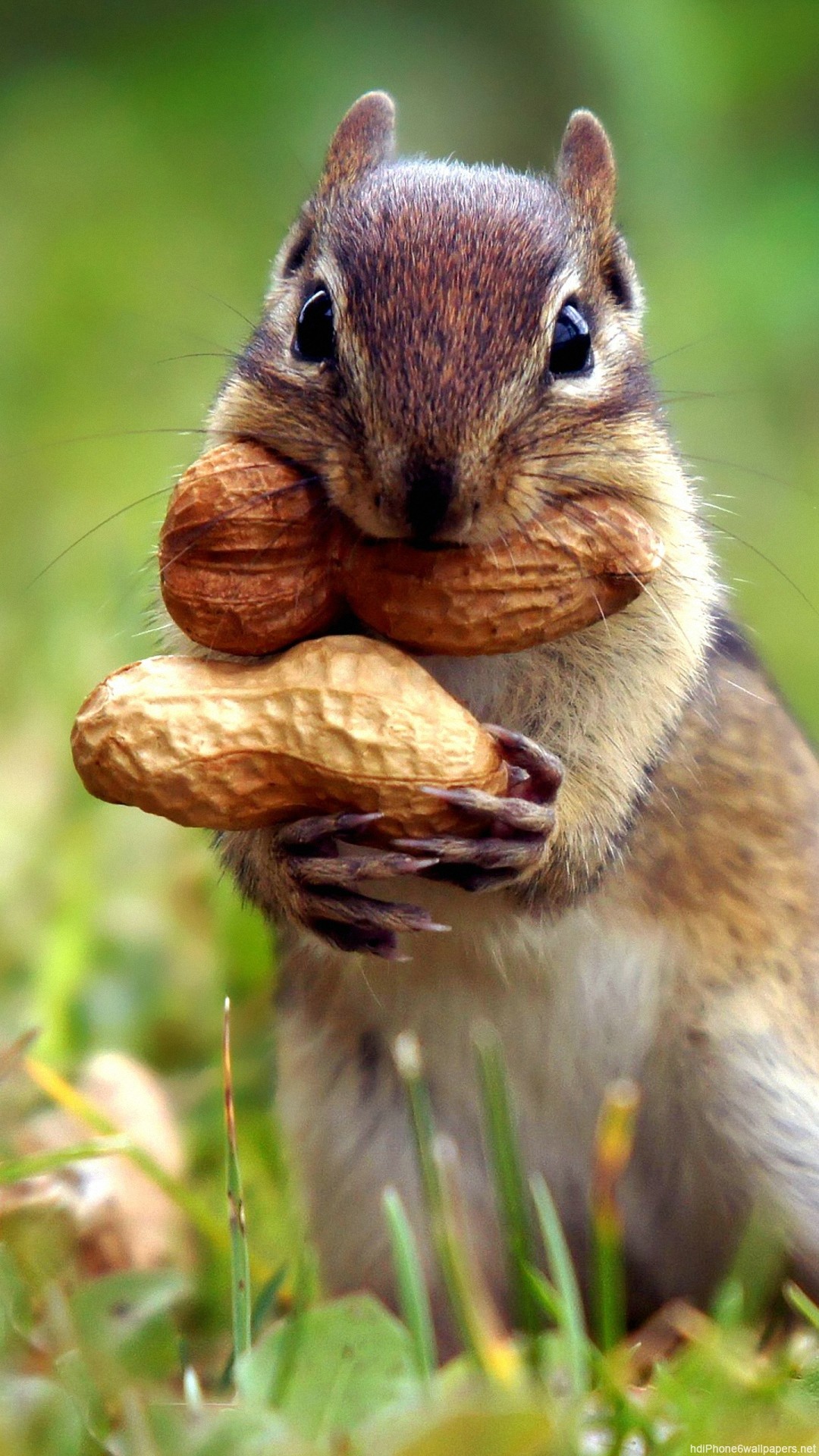 Autumn Animal Wallpaper
