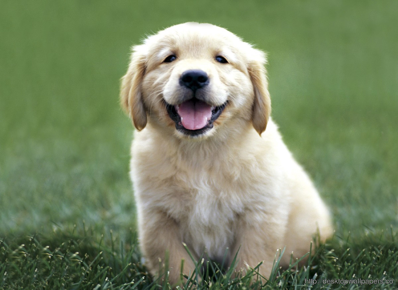 Golden Retriever Puppy Wallpaperdesktop Wallpaper