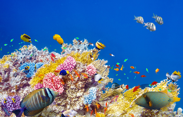 Underwater Fish Ocean Coral Reef Wallpaper Photos Pictures