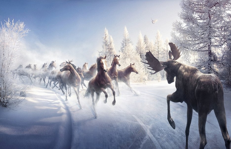 Moose In Snow Wallpaper Road Horses