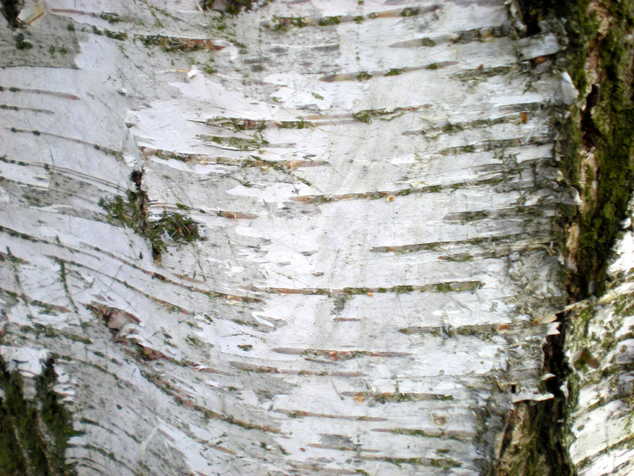 Birch Bark Wallpaper I By Rockgem