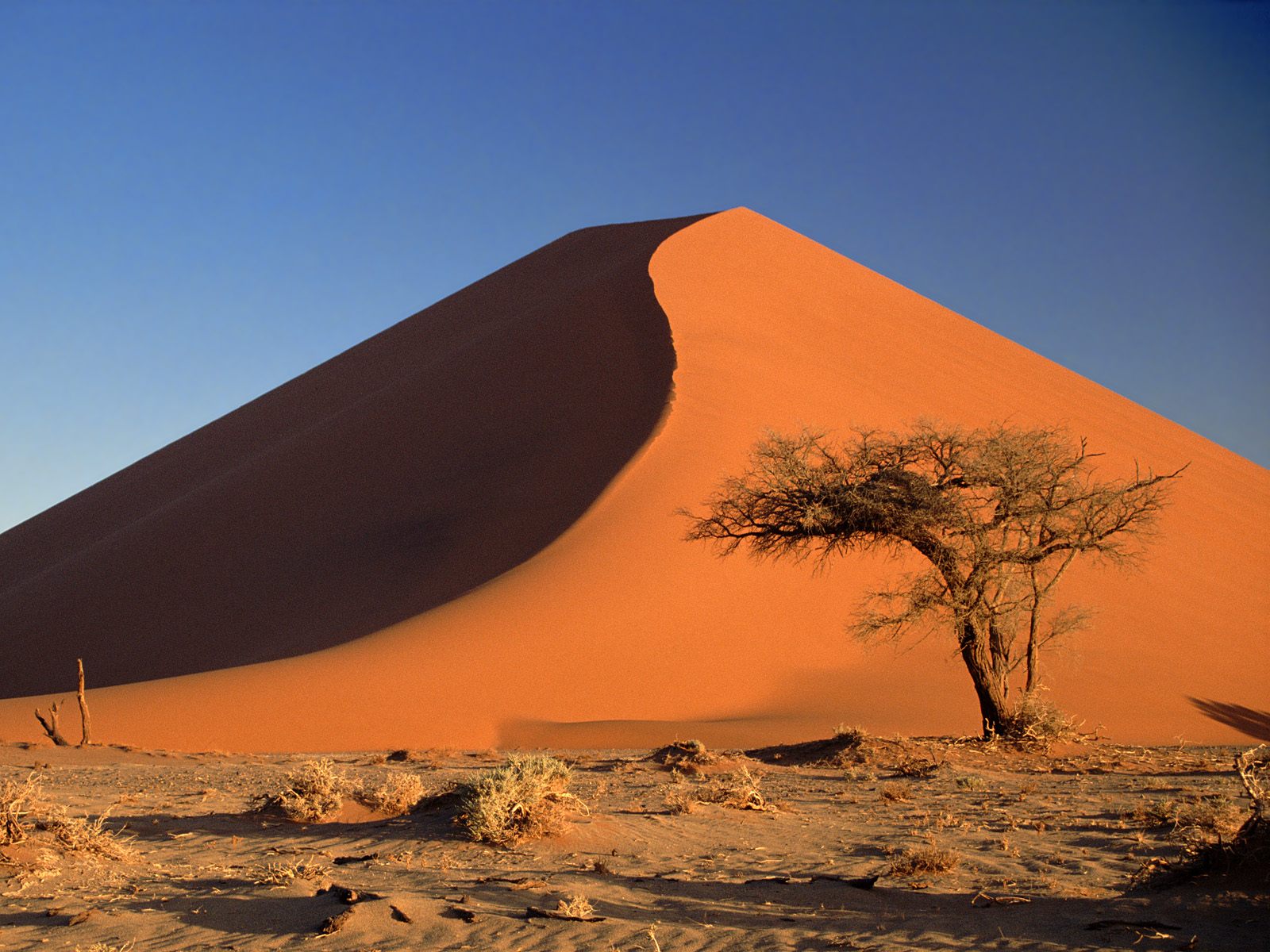 Sand Dunes And Acacia Tree Namib Desert Namibia Africa Photography