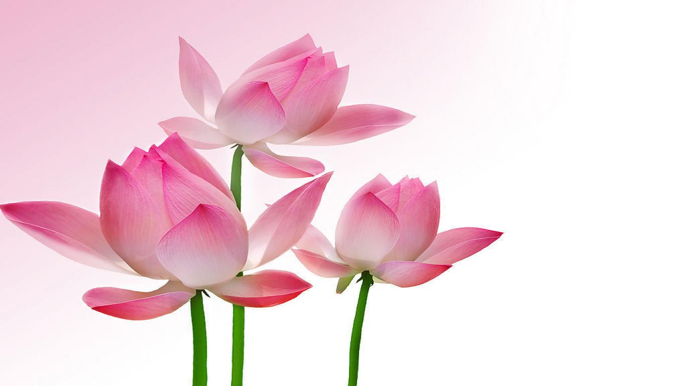 Lotus Wallpaper