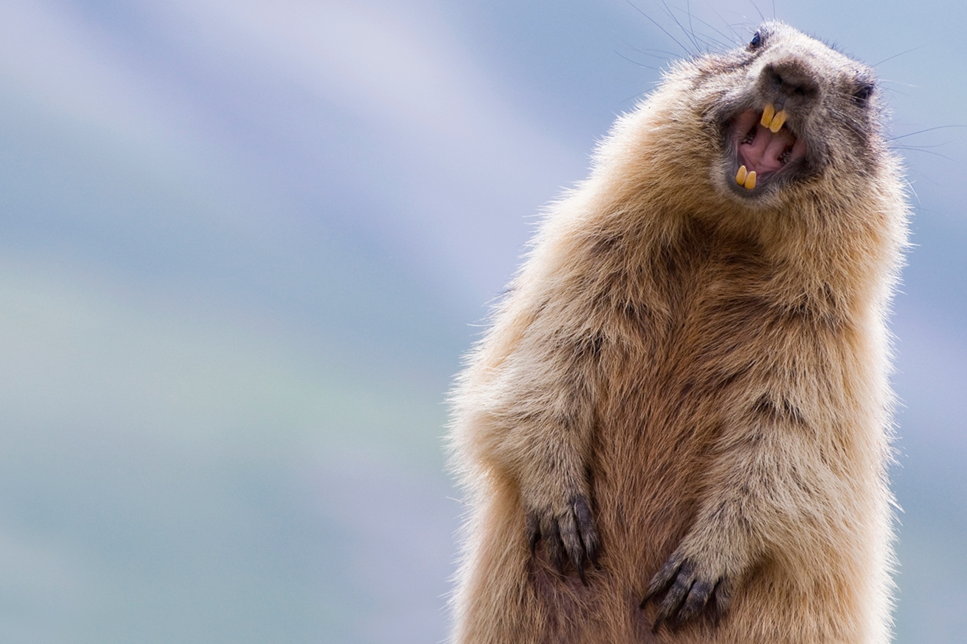 Funny Faces Of Animals Wallpaper