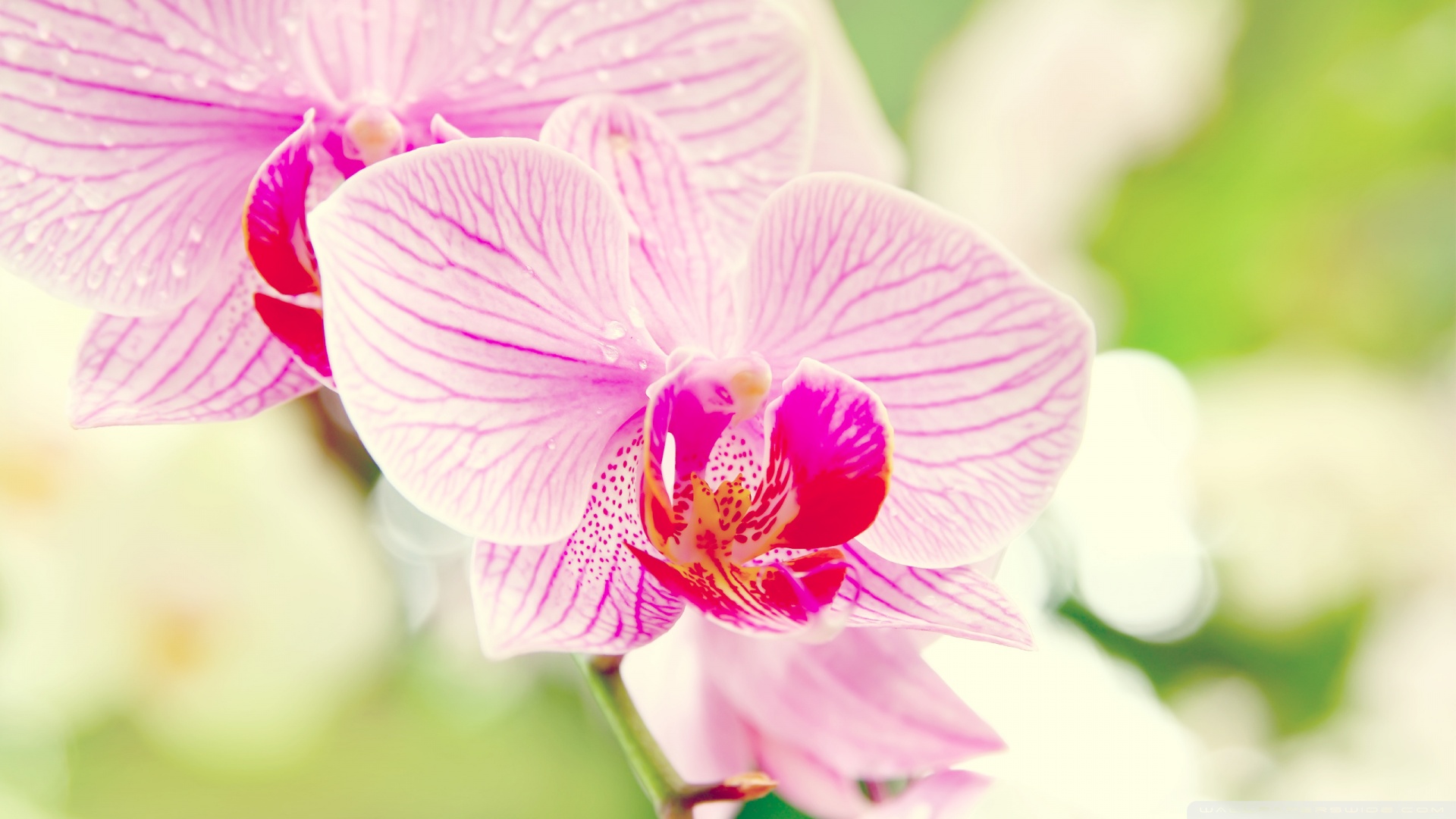 Orchids Wallpaper Best