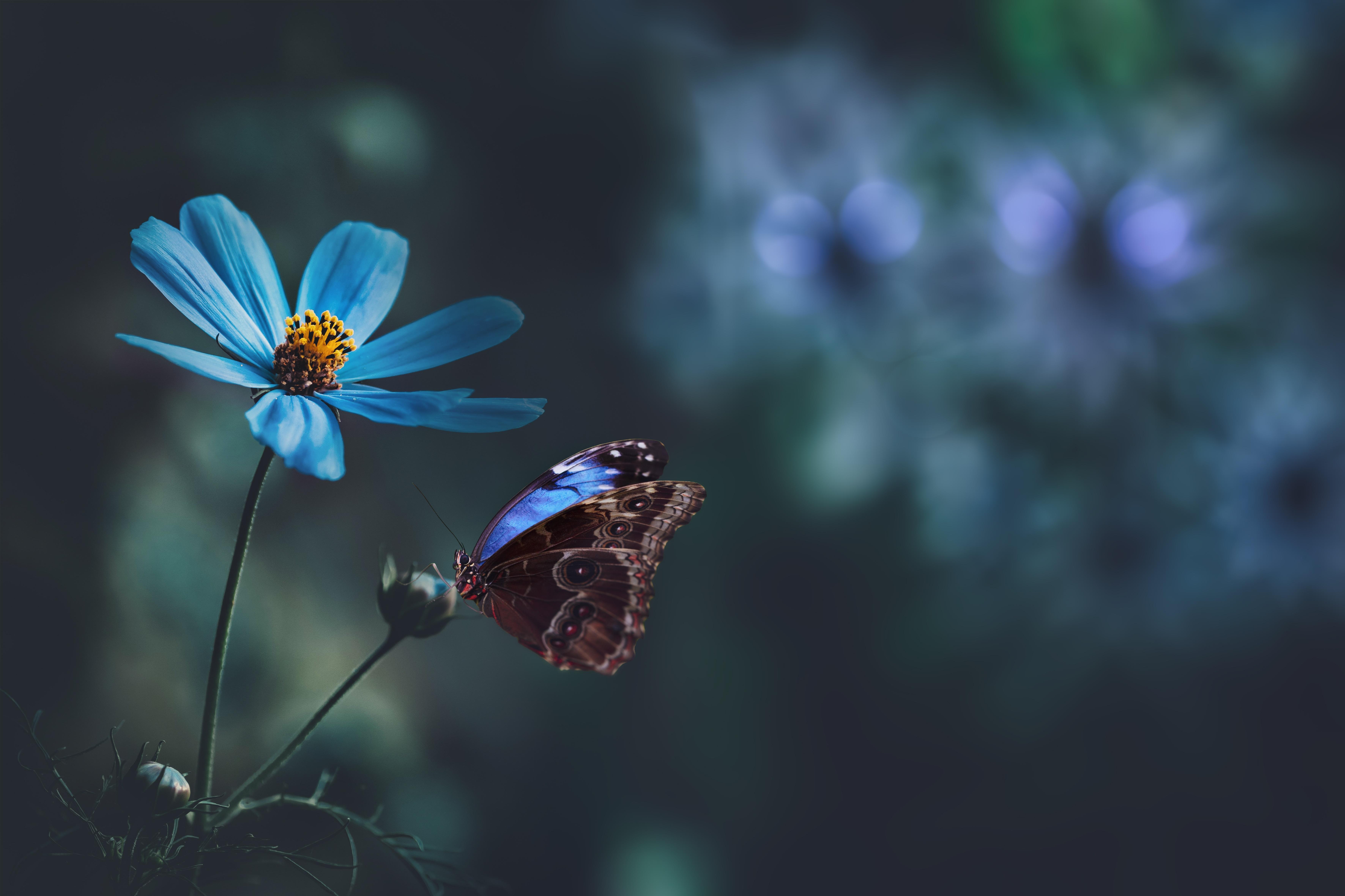 4k Blue Flower Wallpaper Background Image