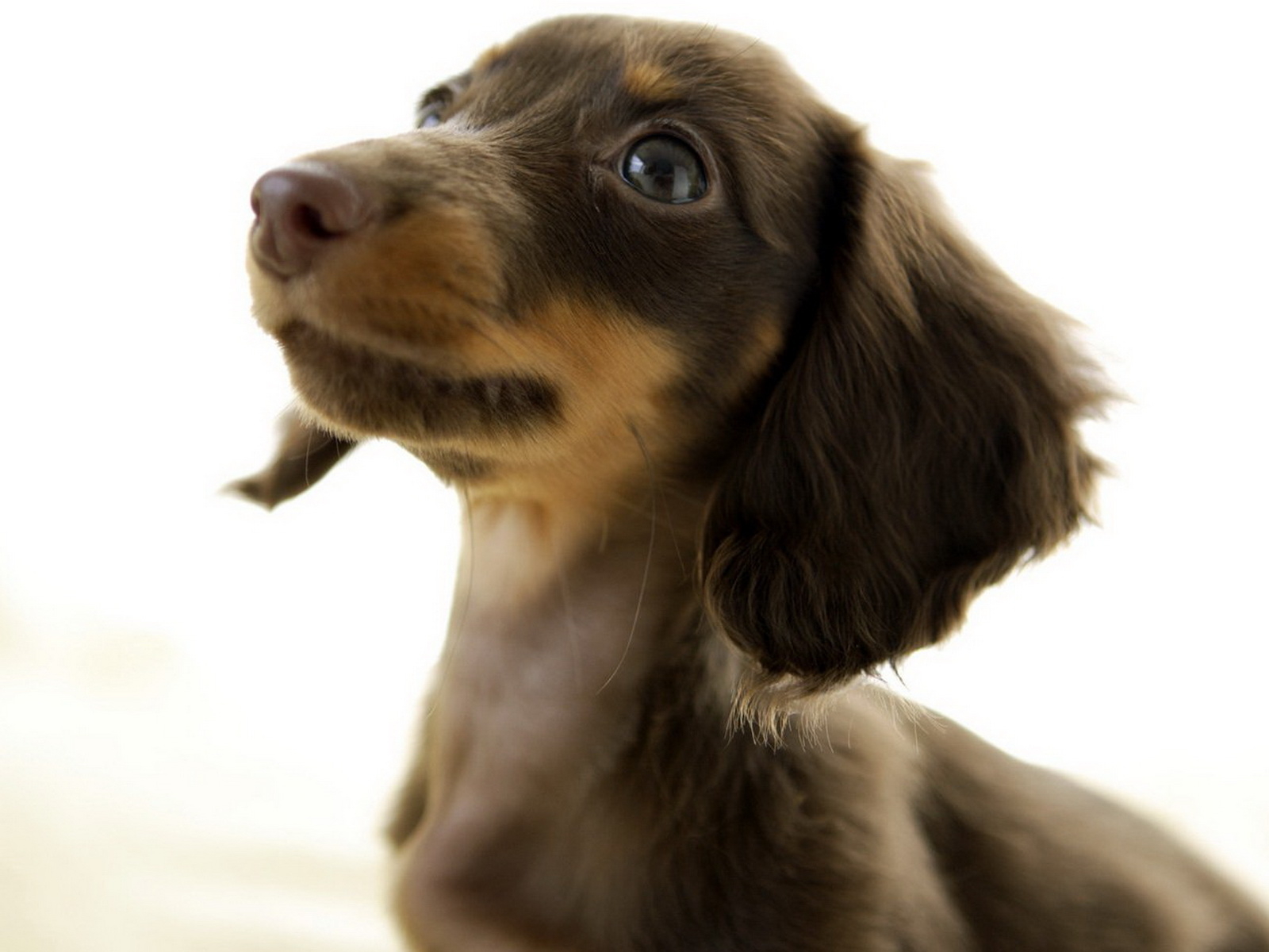 Dachshund Wallpaper And Image Pictures Photos