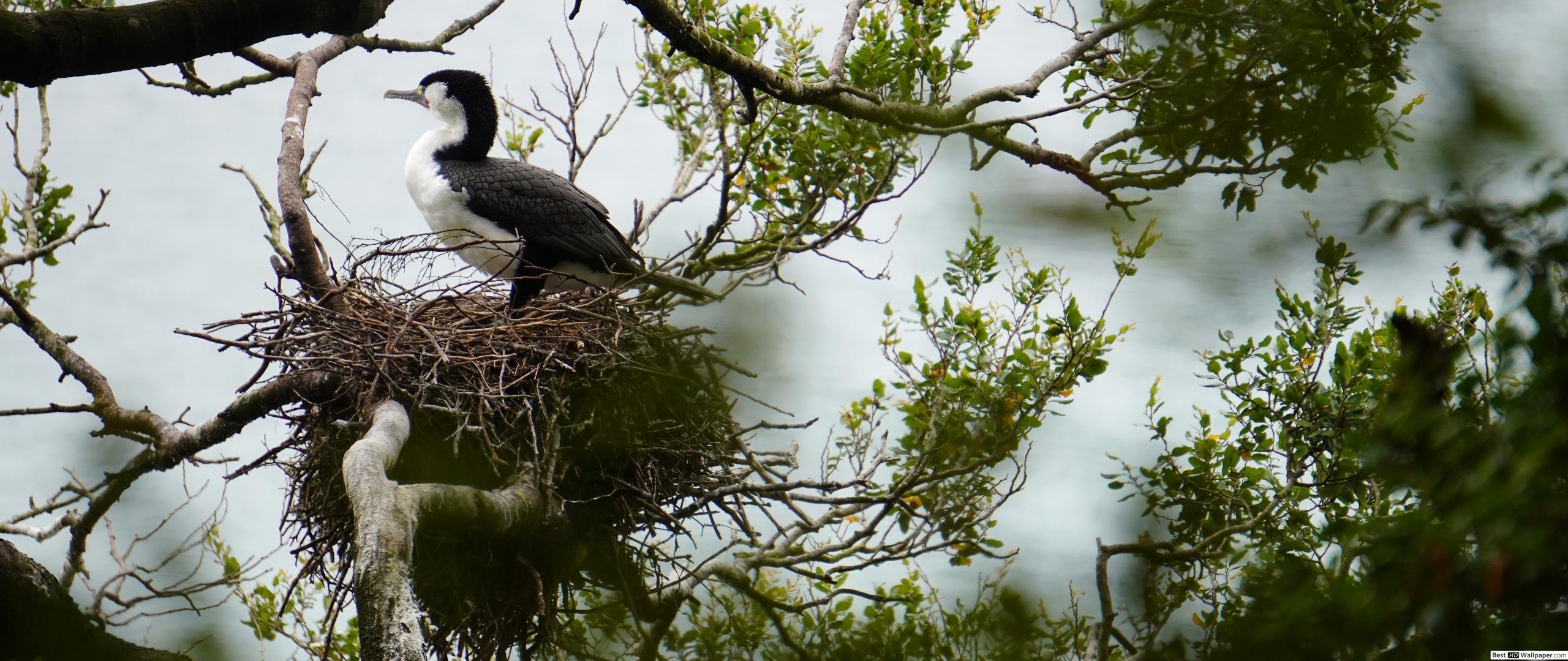 Imperial Shag HD Wallpaper