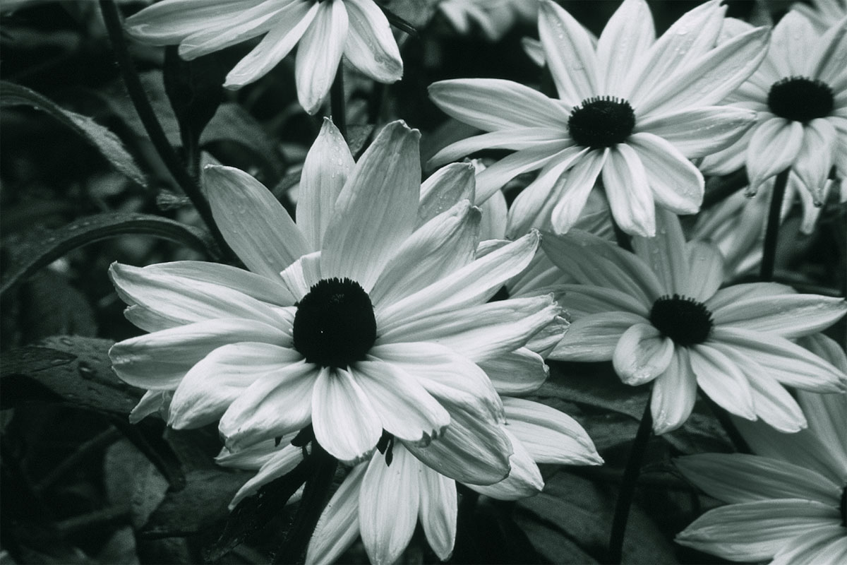 Flowers Wallpaper Black And White