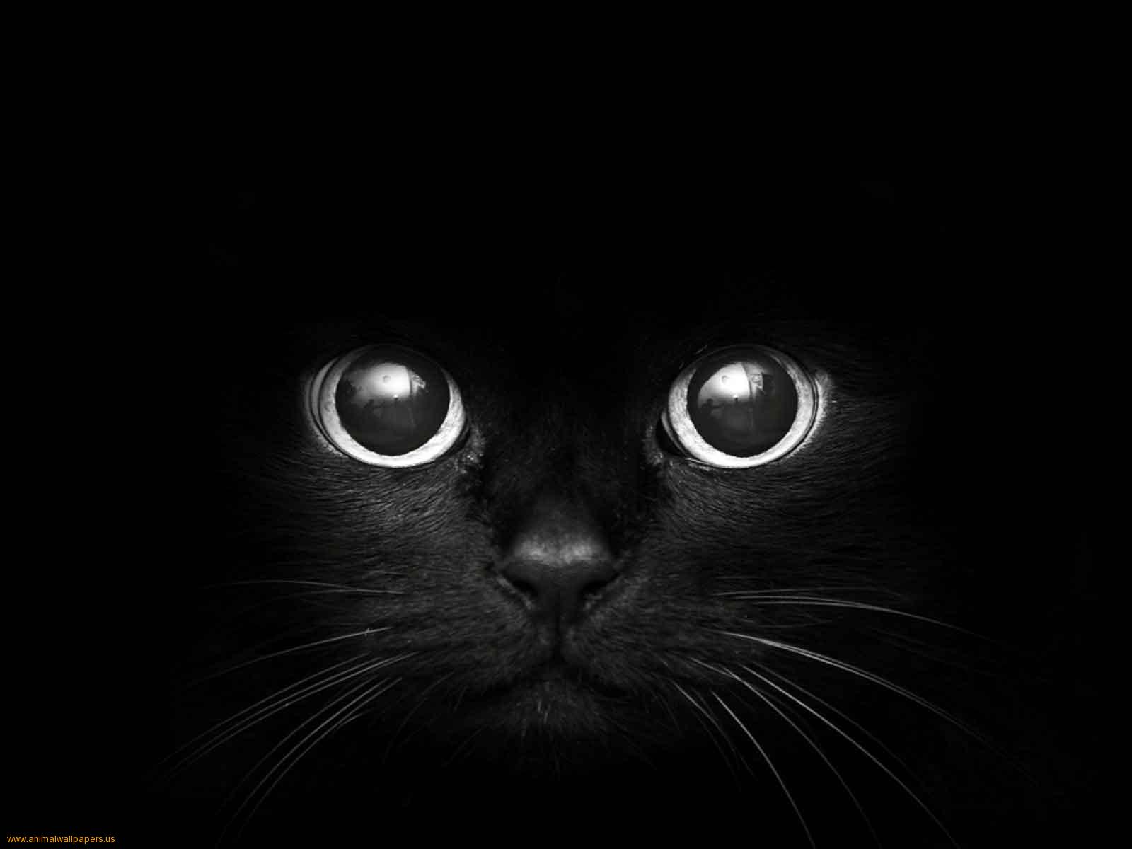 Black Cat Eyes Wallpapers Blue Cat Eyes Yellow Cat Eyes Green Red 1600x1200