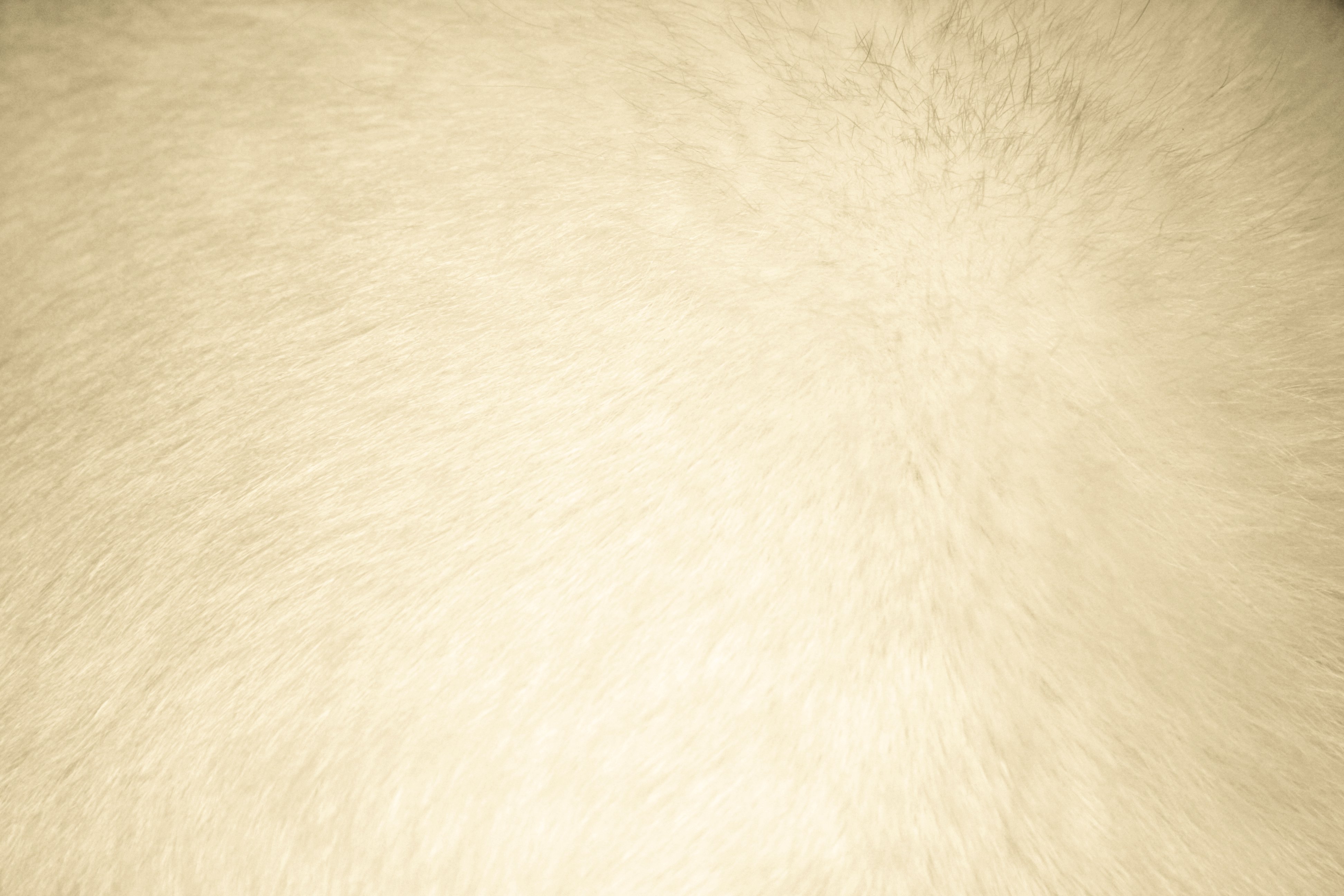 Beige Fur Texture High Resolution Photo Dimensions