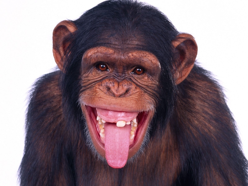 Funny Monkey Wallpaper Animals