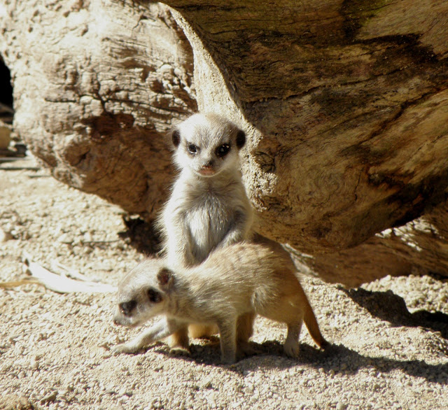 Image Meerkat Pup Pc Android iPhone And iPad Wallpaper