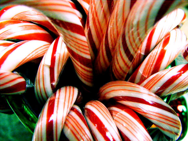 Christmas Candy Canes Photo