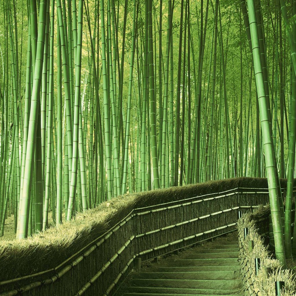 Bamboo Forest Japan Tablet Wallpaper Ibackgroundwallpaper