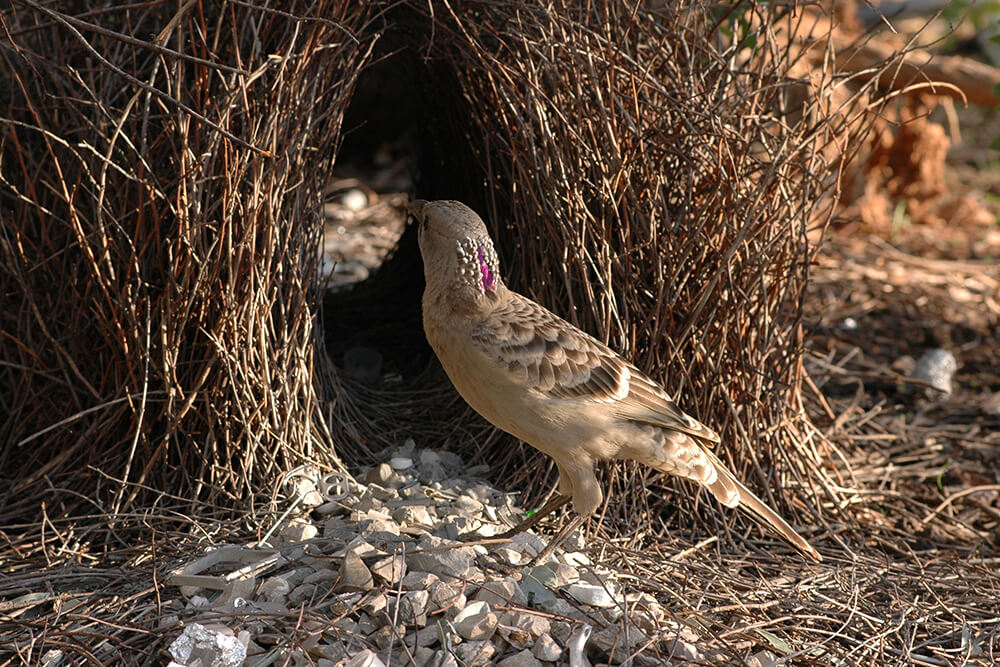 Bowerbird San Diego Zoo Animals Plants