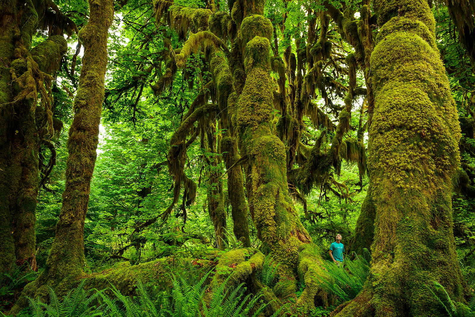 Hoh Rain Forest Moss 4k Nature Hd Wallpaper