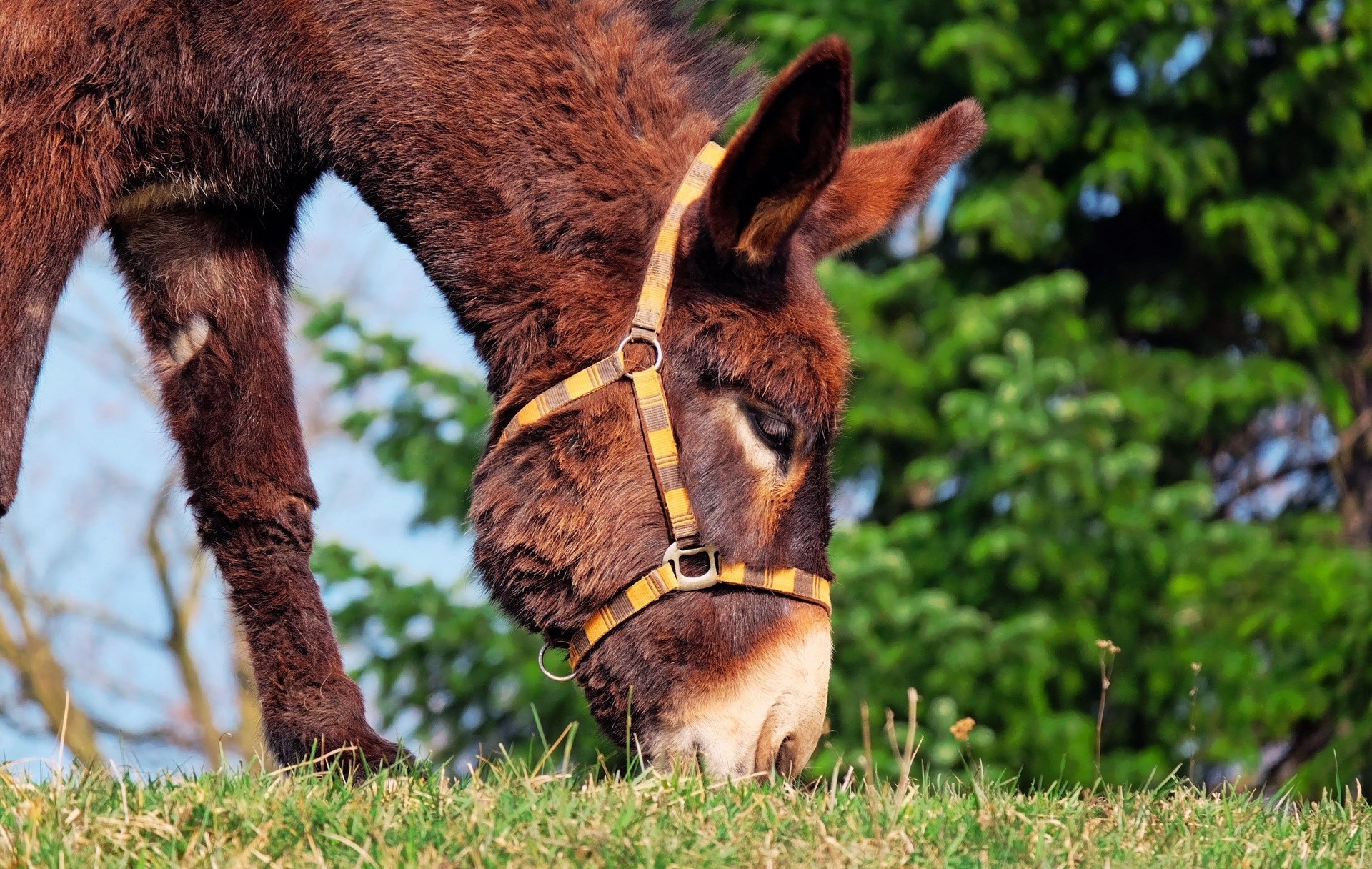 Donkey Wallpaper