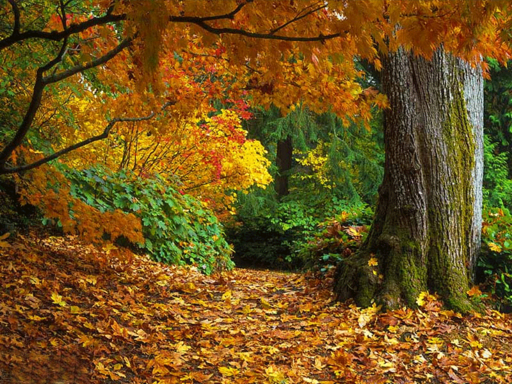 Wallpaper Fall Leaves Autumn Leaf