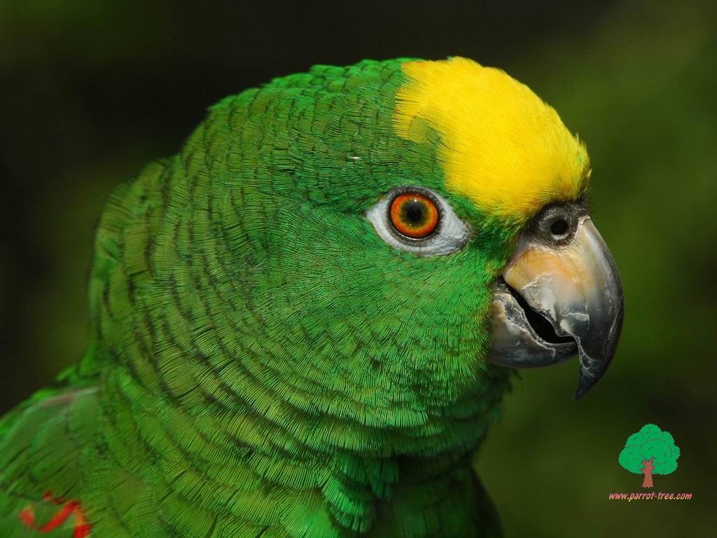 Green Parrot Clipart HD Wallpaper Background Image