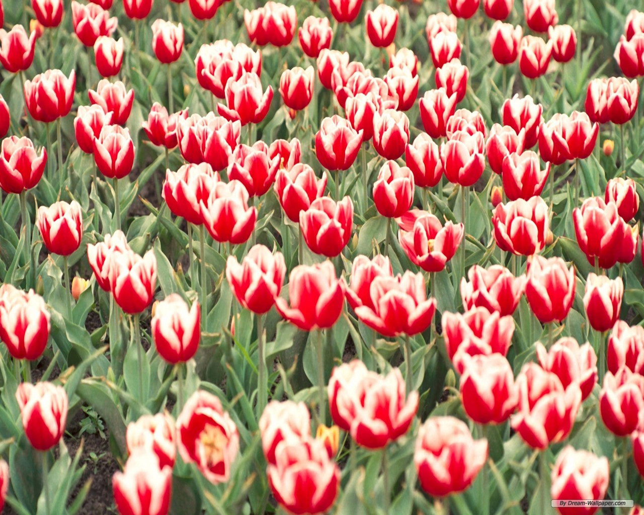 Tulip Wallpaper High Definition