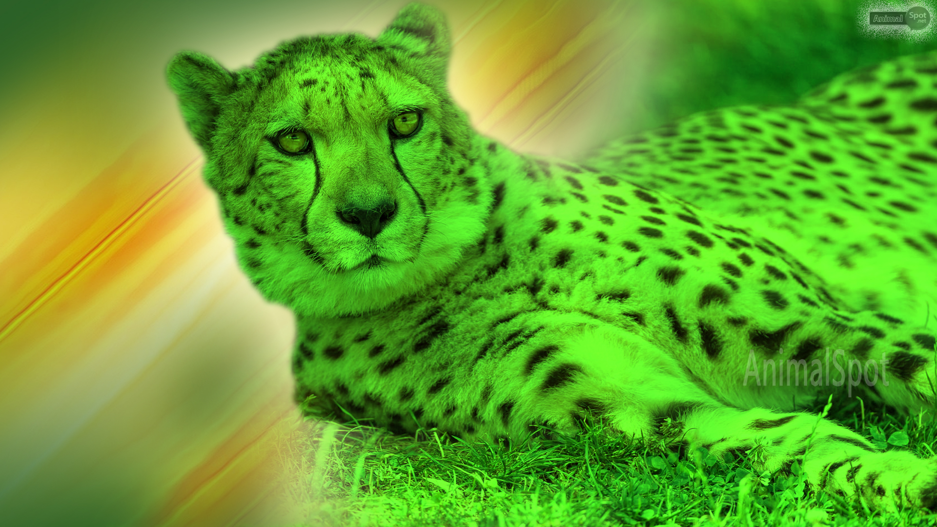 Cheetah Wallpaper Animal Spot