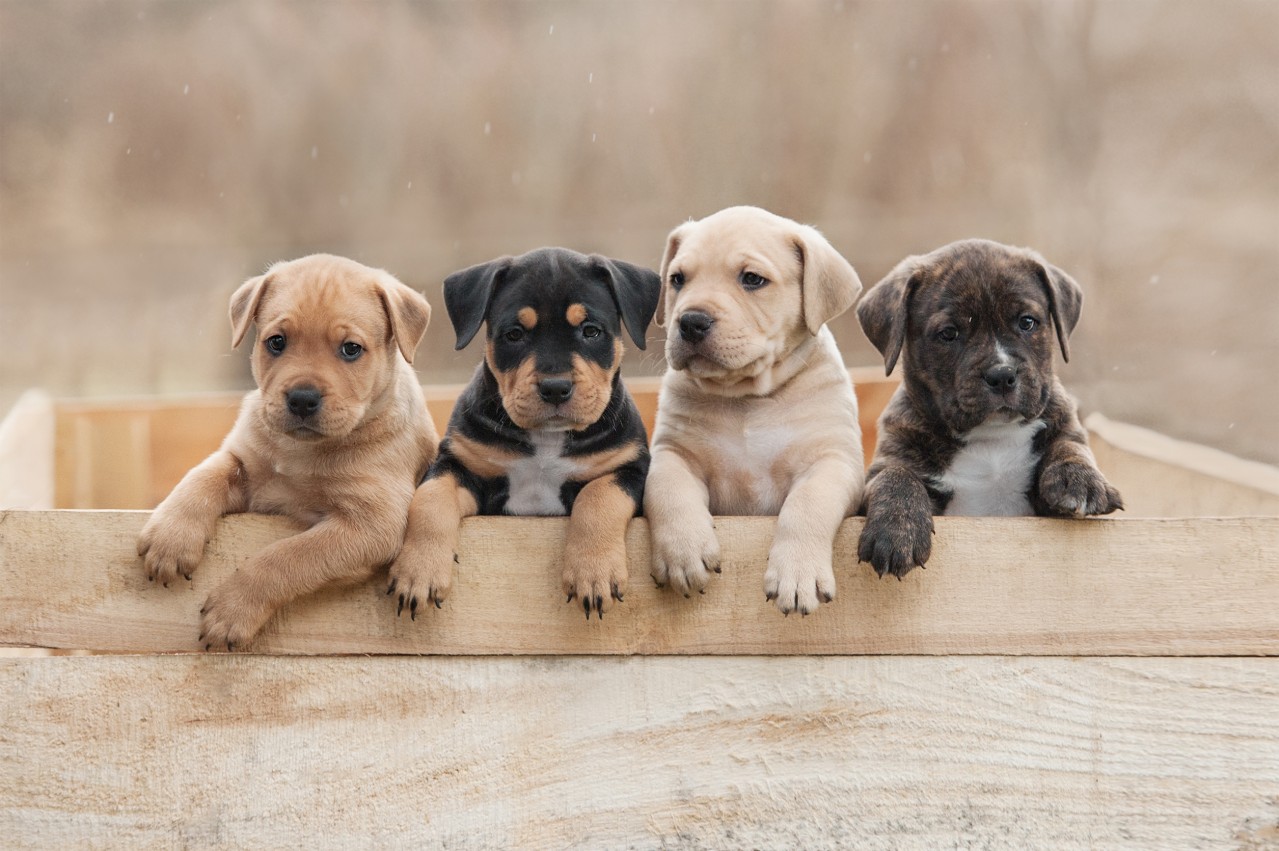 The Complete Guide To Raising A Puppy Wallpaper