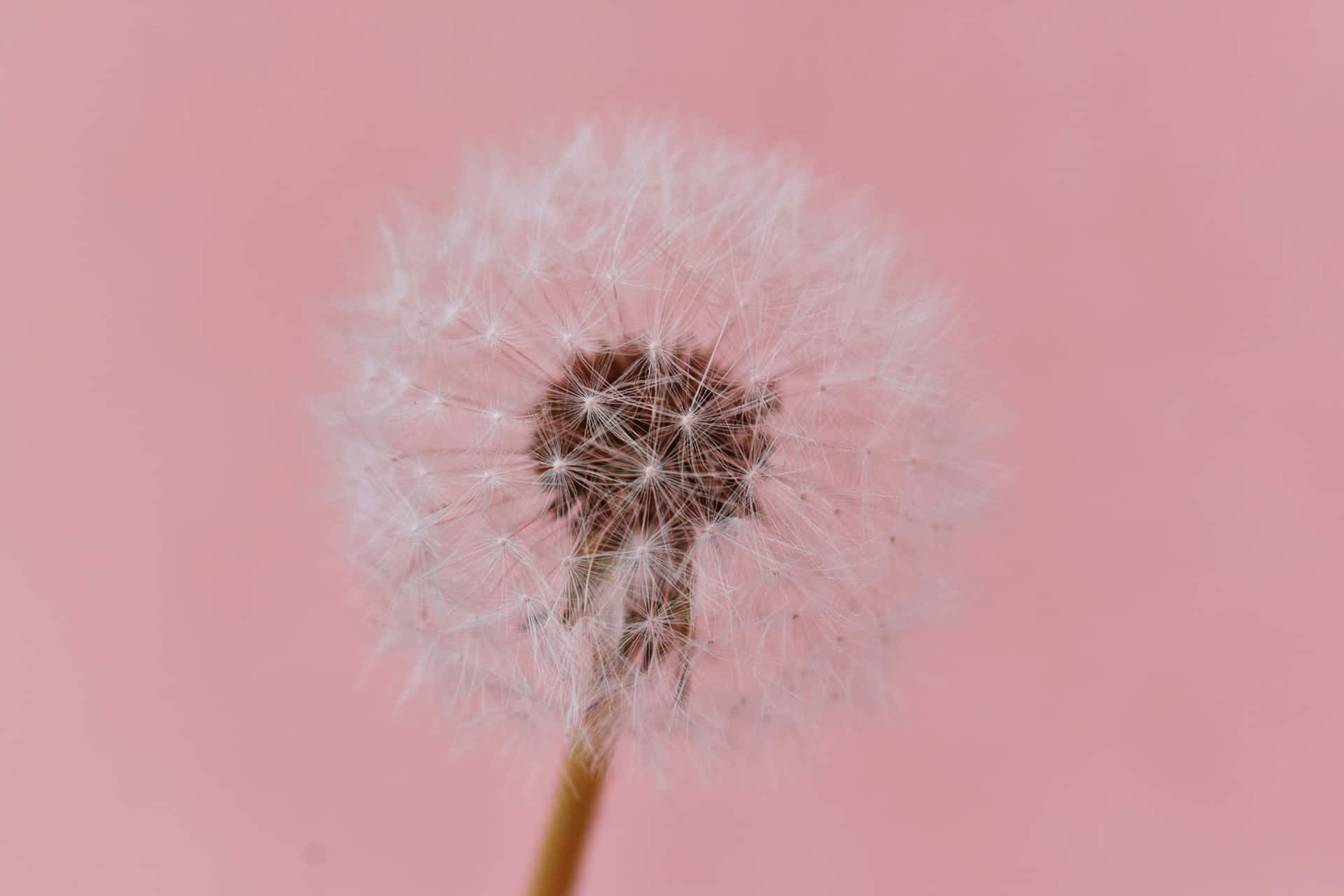 Aesthetic Baby Pink Wallpaper