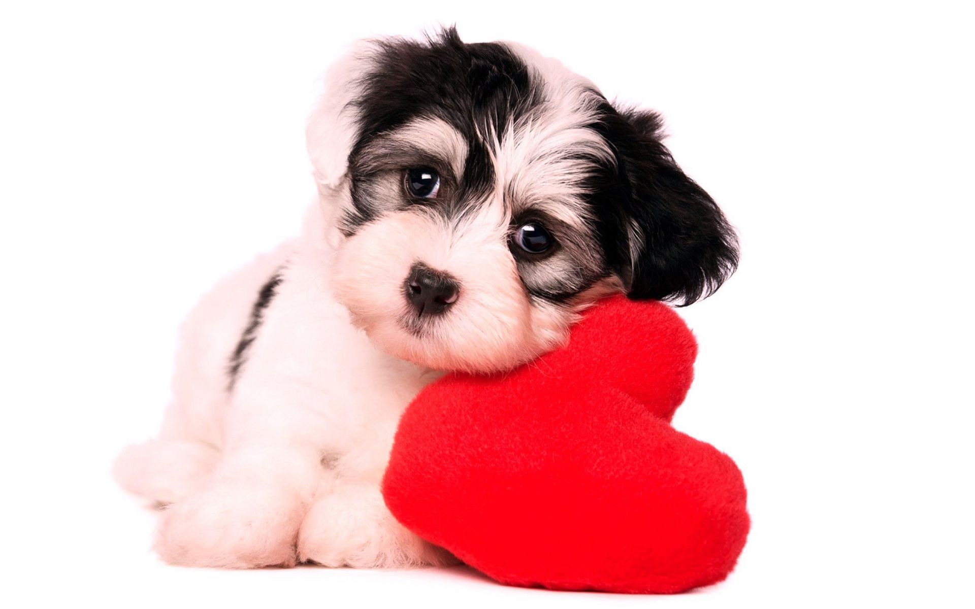 Cute Puppy I Miss You HD Image Happy Valentines Day