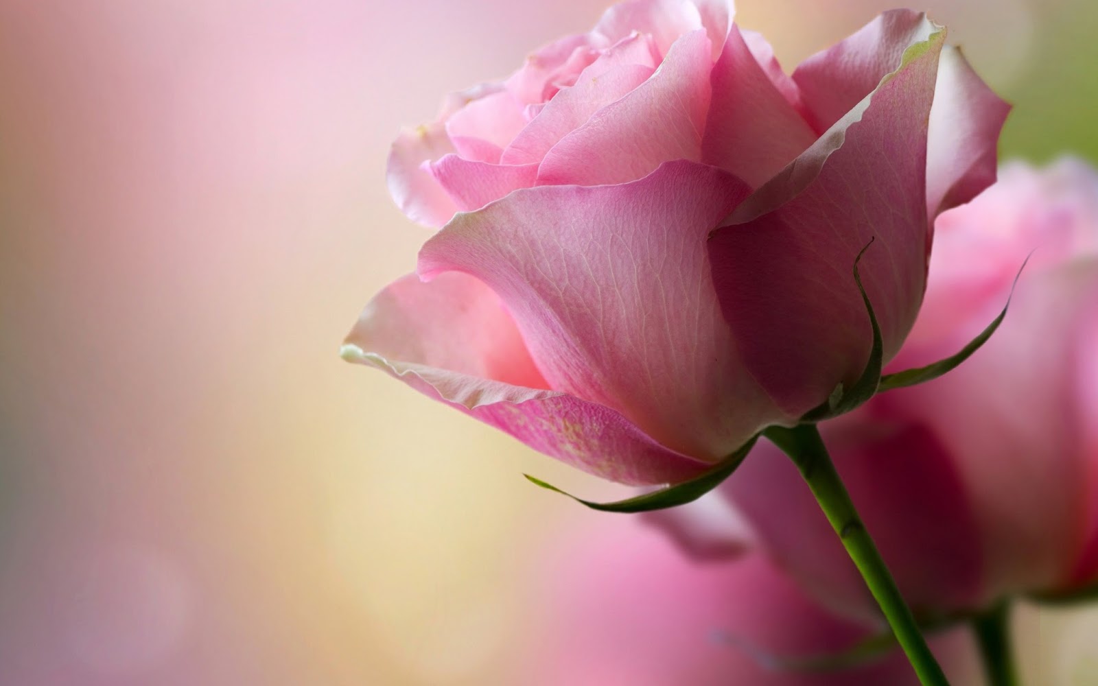 Beautiful Pink Rose Widescreen HD Wallpaper