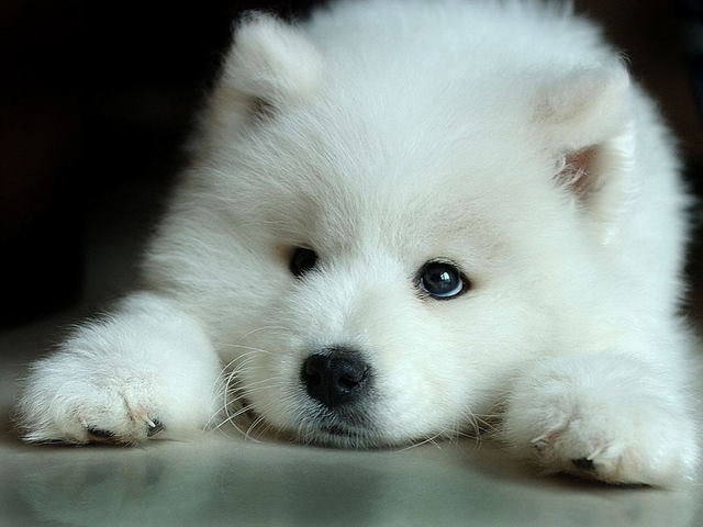 White Wolf Pup Wolves Photo