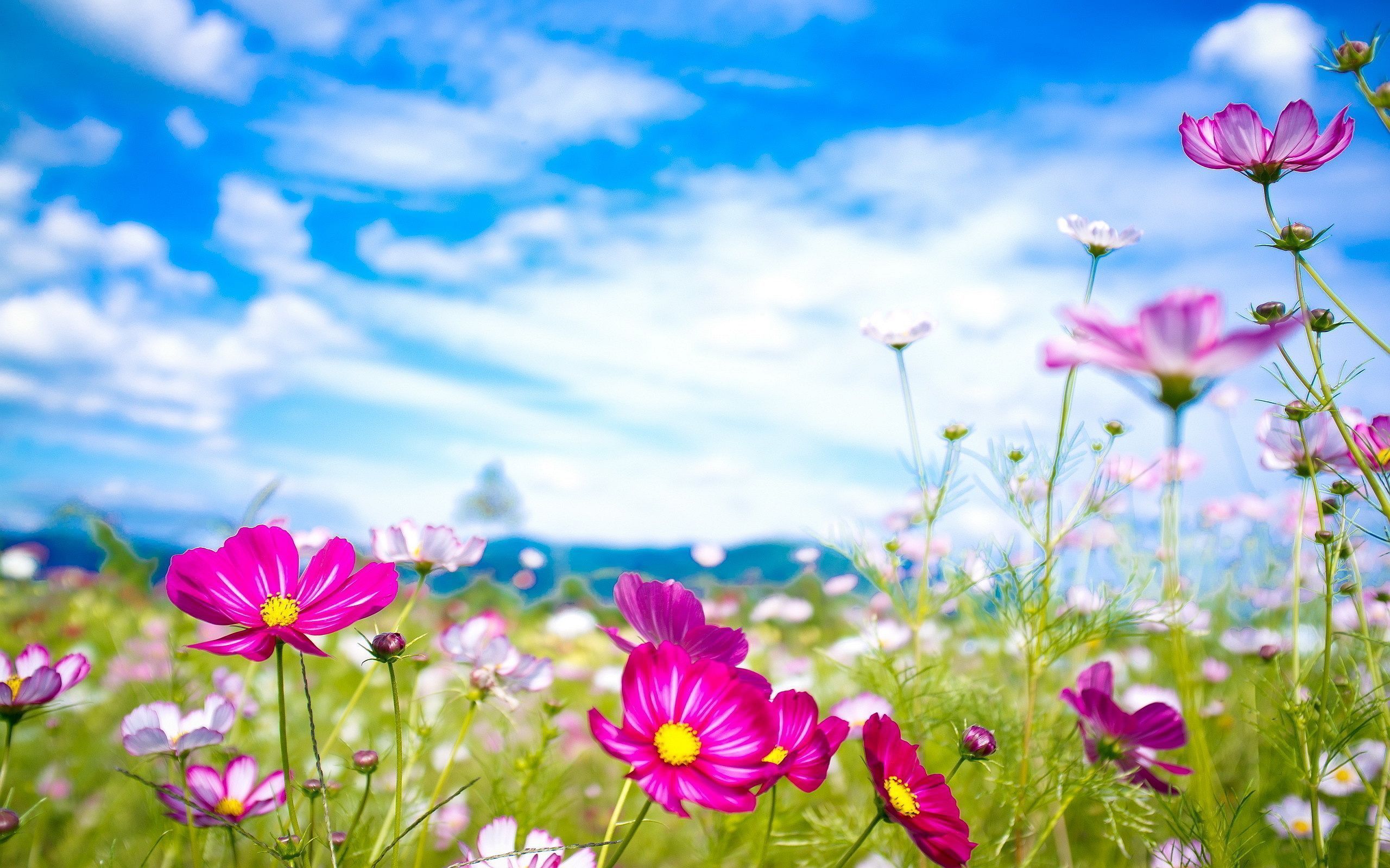 Natural Photos Of Flowers And Wallpaper
