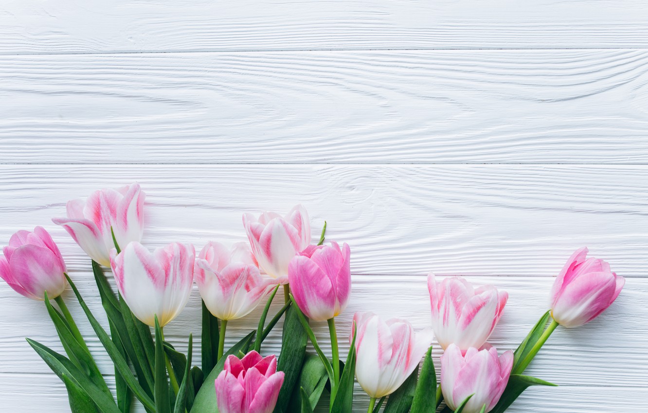 Wallpaper Flowers Background Spring Tulips Image For Desktop