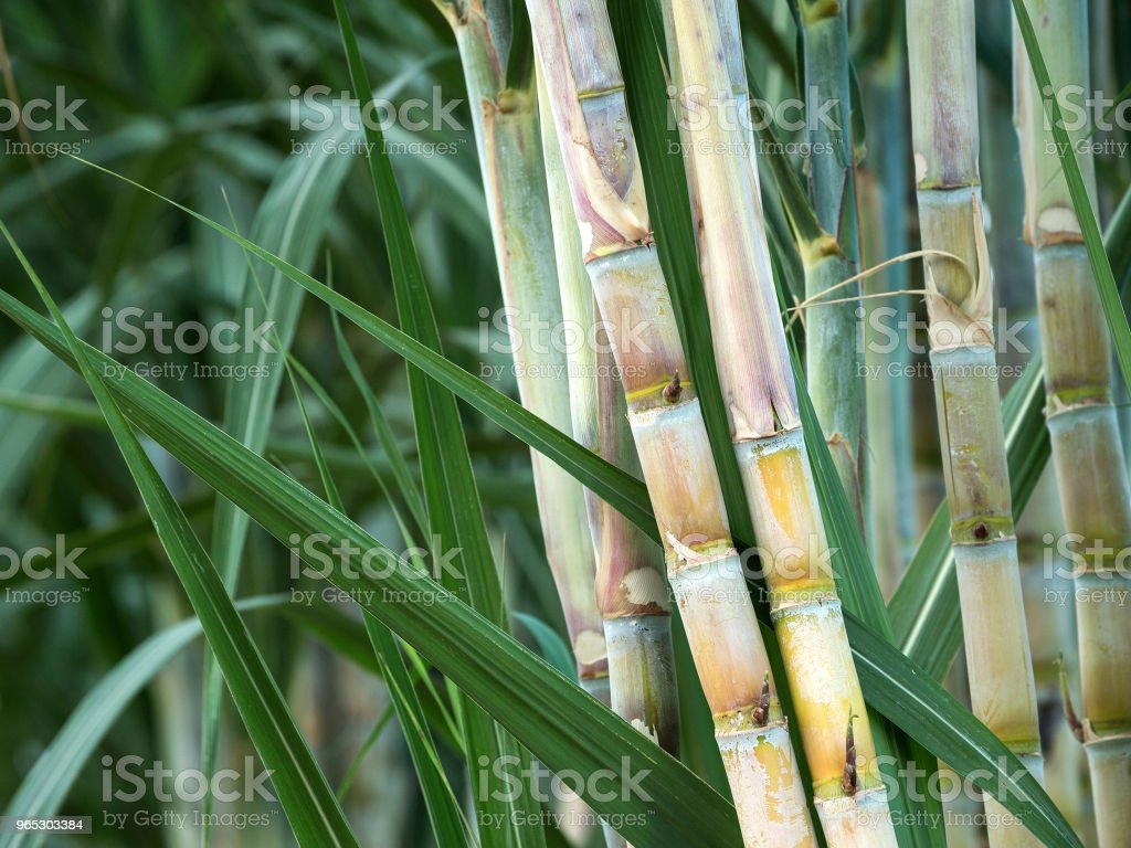 The Sugar Cane Stock Photo Image Now