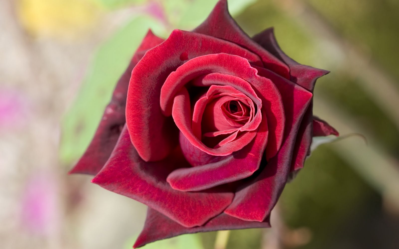 Beautifull Flowers Single Red Rose Wallpaper