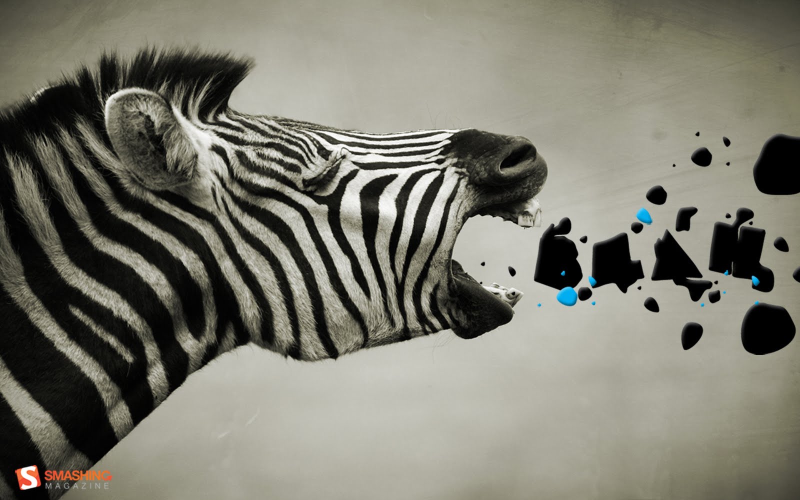 Zebra Desktop Wallpaper Sf