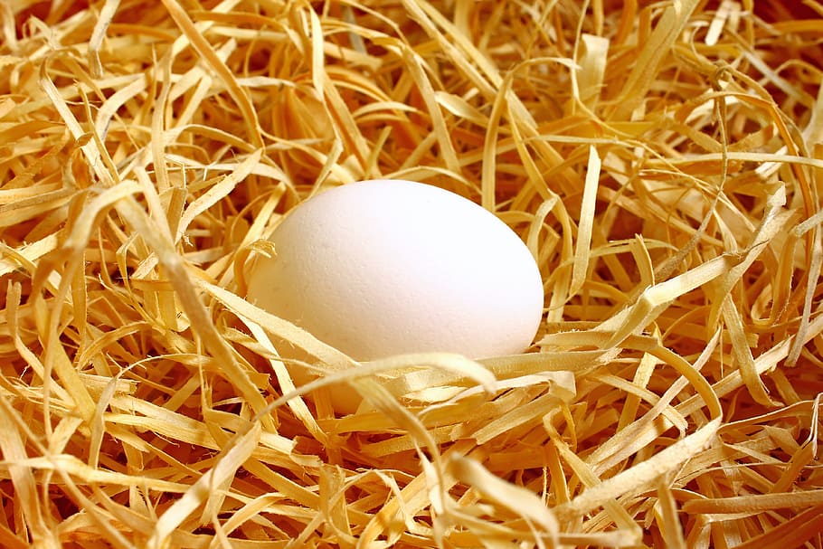 HD Wallpaper White Egg On Brown Leaves Nest Bird Food Protein