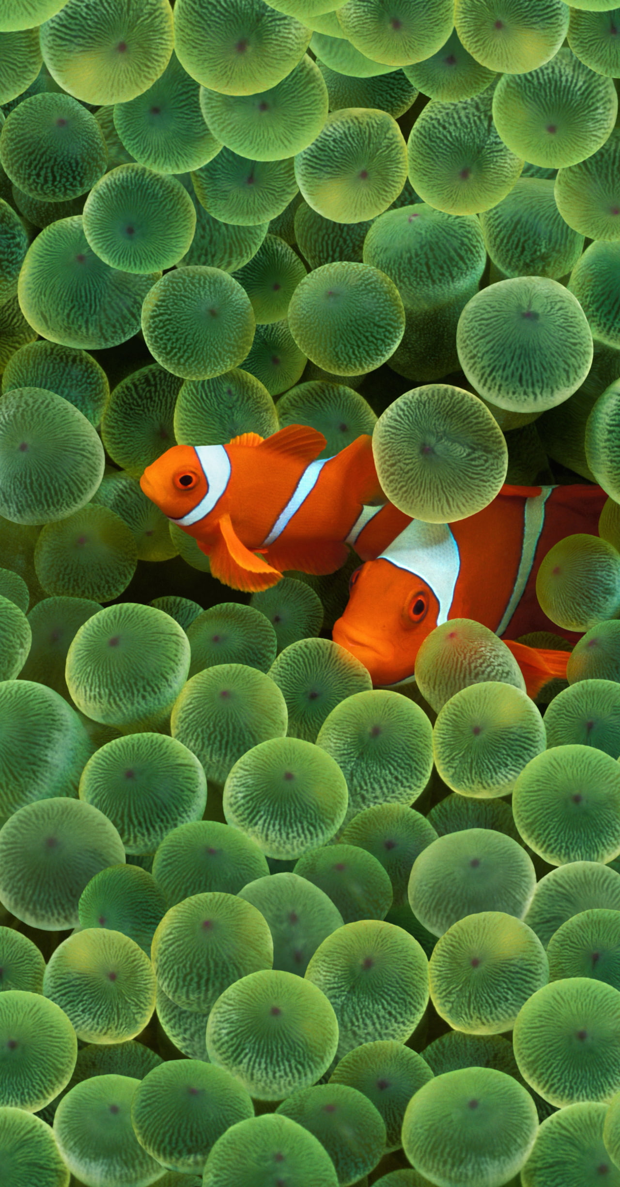 Apple Releases Clownfish Wallpaper Used To Launch Original iPhone In Full Resolution