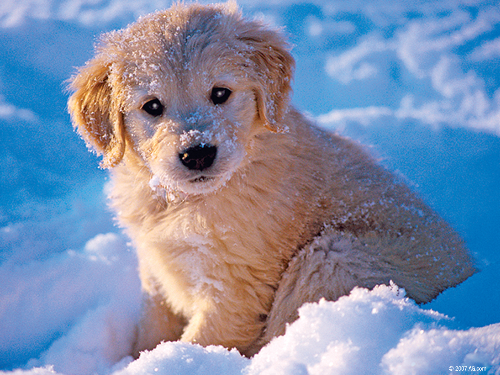 Dogs images soo cute